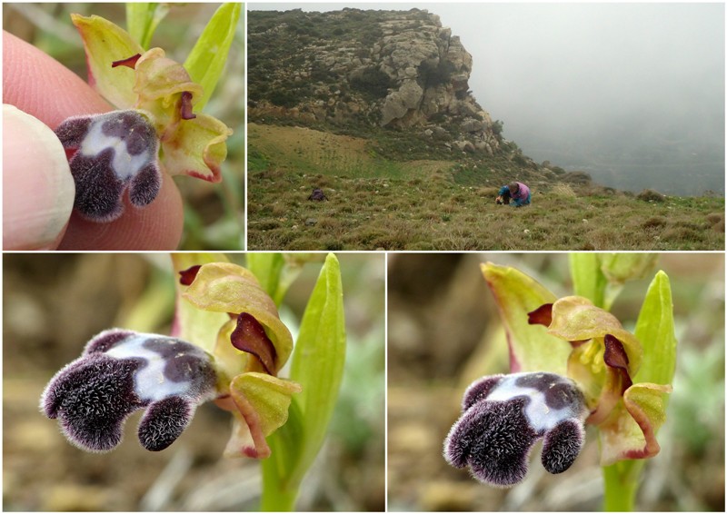 Orchidee di Creta: tra mitologia, montagne e natura, marzo 2015